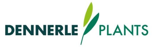 Dennerle Plants Ön Sipariş